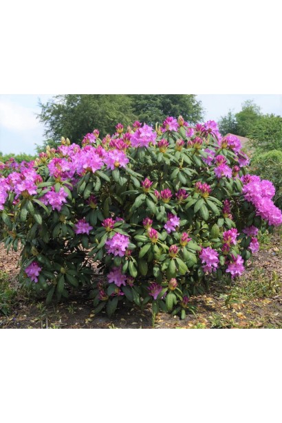 Розеум Елеганс – витончені рожеві суцвіття в саду.